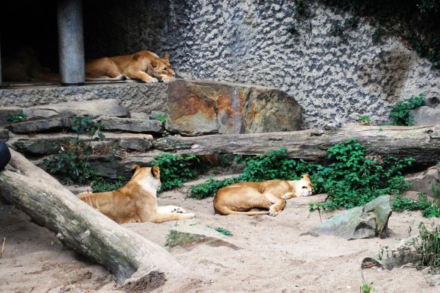 Artis 019.jpg